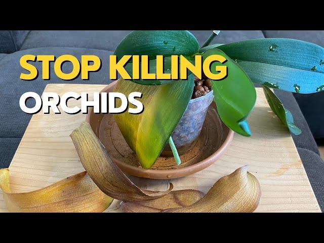 Stop Killing Your ORCHIDS | Orchid Leaves Turning Yellow