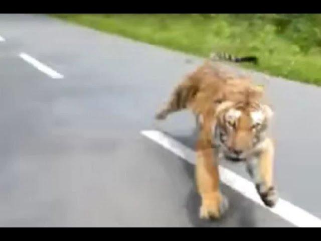 Motorcyclists flee from tiger chasing them in wildlife sanctuary in Kerala, India I ABC7