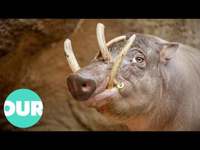 How Modern Medicine Is Helping The Rare Babirusa | Extraordinary Animals | Our World