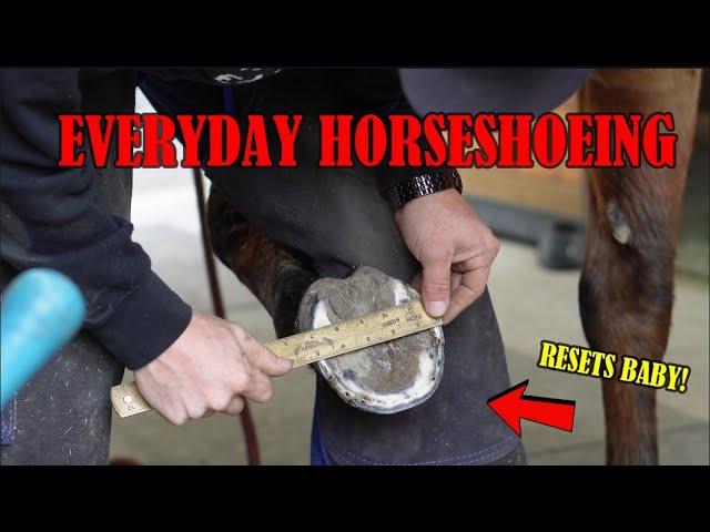 Everyday Horseshoeing! Shoeing an Eventing Horse with Toe Clips