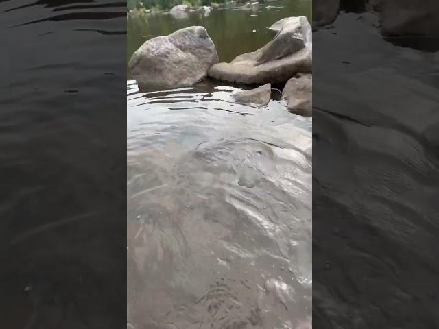 Northwoods Golden Walleye #fishing #outdoors #nonstop #shortvideo #asmr #nature