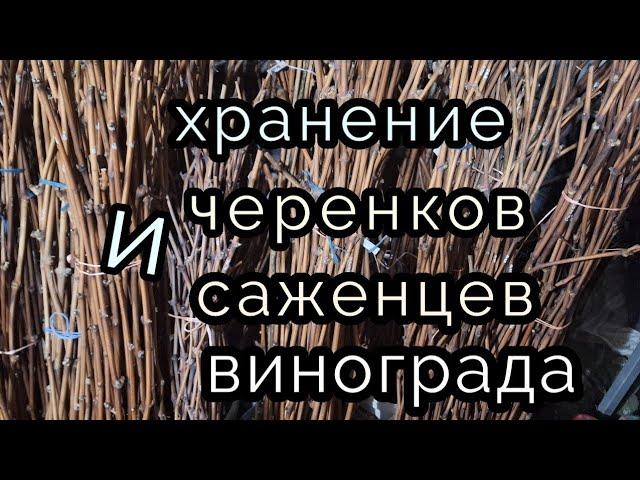 Хранение саженцев и черенков винограда.