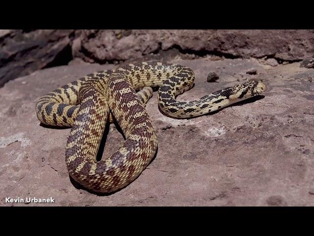 DoD PARC Species Profile Video Series: Episode 15: Gophersnake