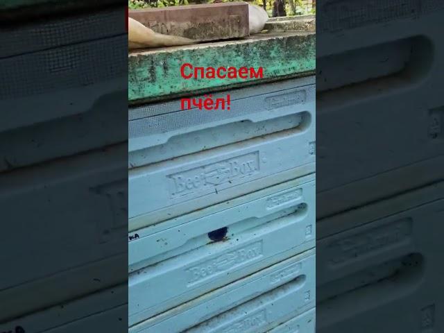 СПАСАЕМ ПЧЁЛ #пасека #пчёлы #жизньвдеревне #пчеловодствоснуля #пчеловоды #краснодар #кореновск #bees