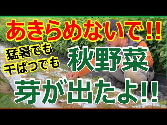 猛暑でも干ばつでも芽は出ます！あきらめないで種を蒔いて水やりしよう！