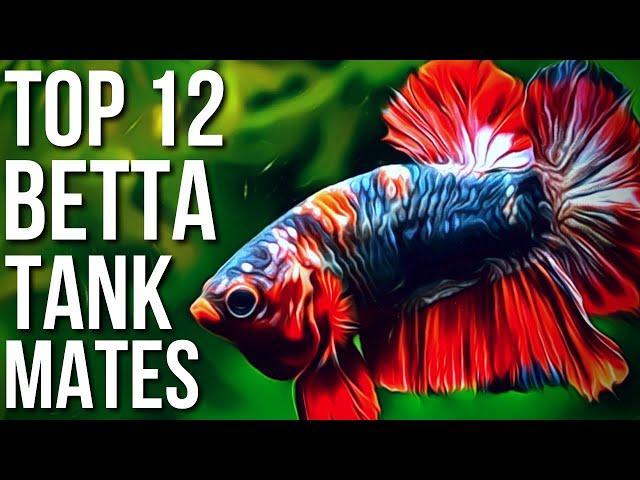 Top 12 Best Betta Fish Tank Mates | Betta Tank Mates You Can Try