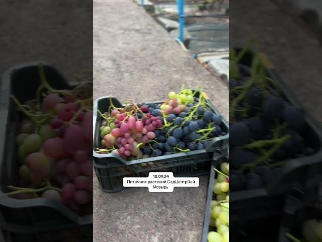 Мозырь питомник растений СадЦентрБай #садоводство