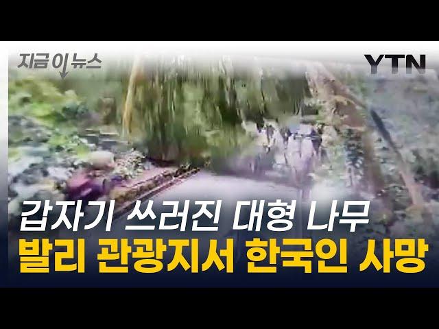 관광객들 덮친 대형 나무 ...발리 유명 관광지서 한국인 사망 [지금이뉴스] / YTN