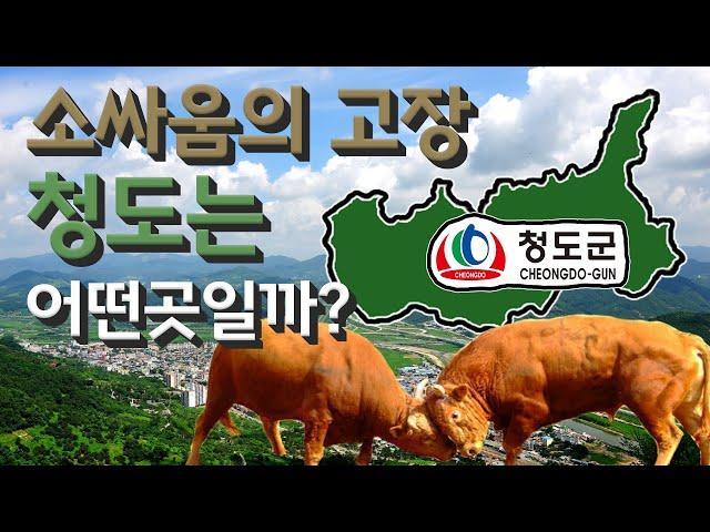 [청도] 소싸움의 고장 경상북도 청도군은 어떤 곳일까? 자세하게 알아보자!