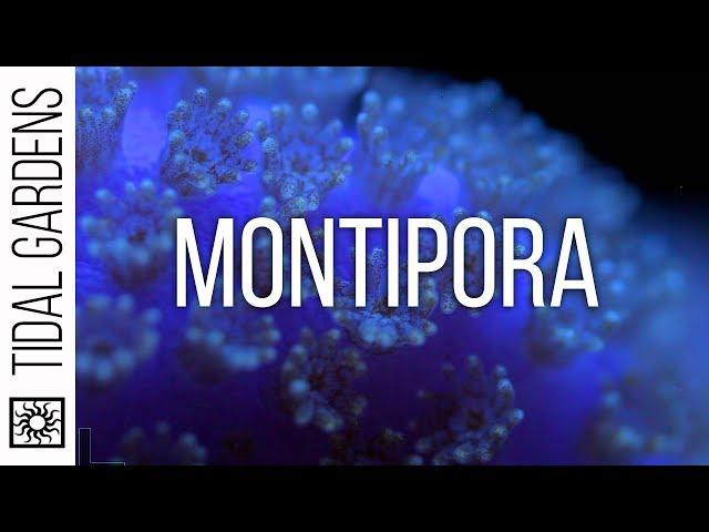 Montipora Coral Care Tips