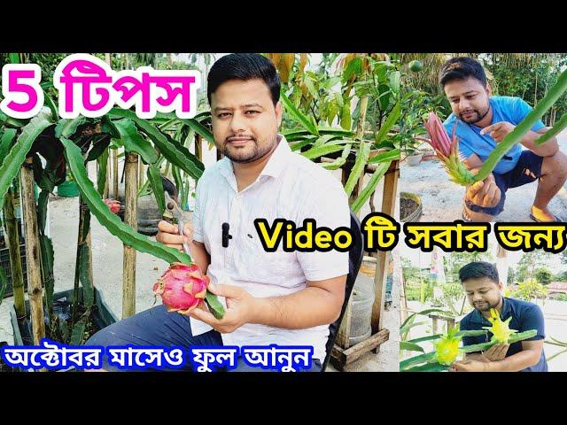 ড্রাগন গাছে অক্টোবর মাসে ফুল আনার কৌশল । #dragon #garden #pitahaya  @pabitramaity9705