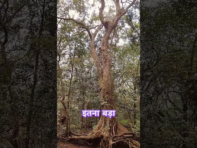 #matheranhillstation #tree #big #jungle #fun #maza #masti #viralshort #viralvideo #viralreels