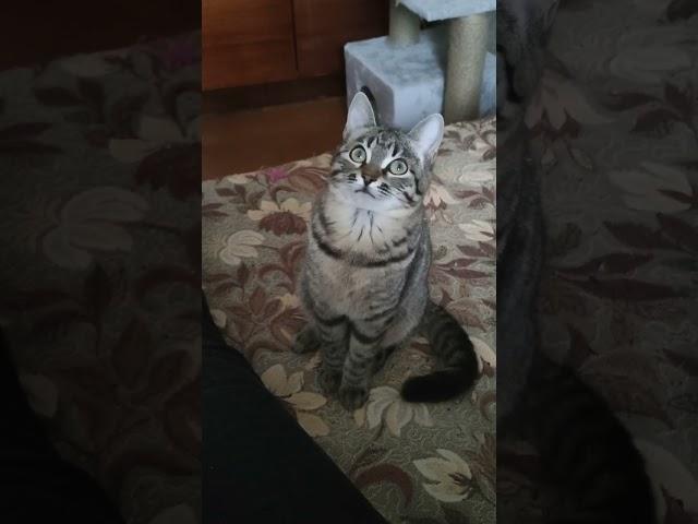 Гипноз котенка  #котенок #кошка #кот #котики #санктпетербург