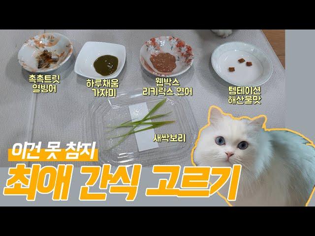 고양이 간식뷔페 테스트 / 내돈내산 고양이 간식 리뷰