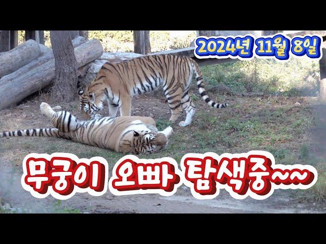 무궁이 오빠 탐색중~~(2024.11. 8.)(봉화sun)(호랑이숲)