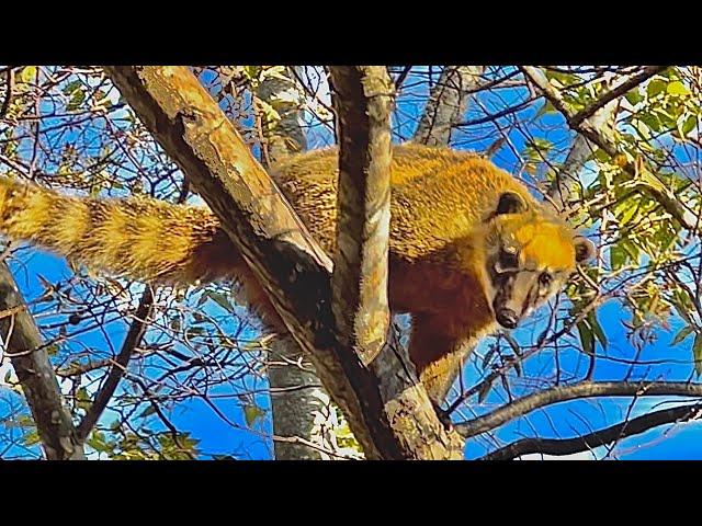 QUATI, O Animal que Sobe em ÁRVORES!