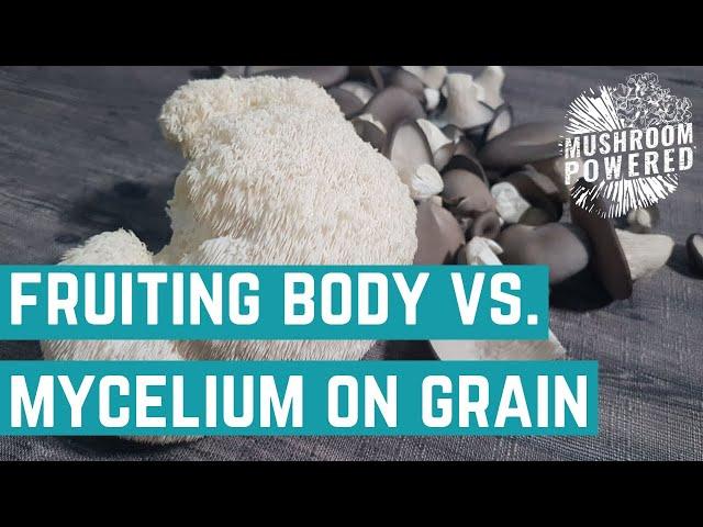Fruiting Body Vs. Mycelium On Grain