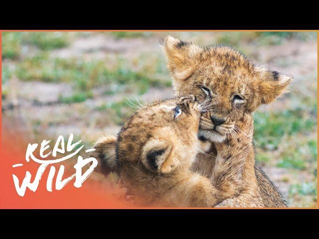 Orphaned Lion Cubs Rescued From An Active Warzone | Wild Animal Rescue | Real Wild