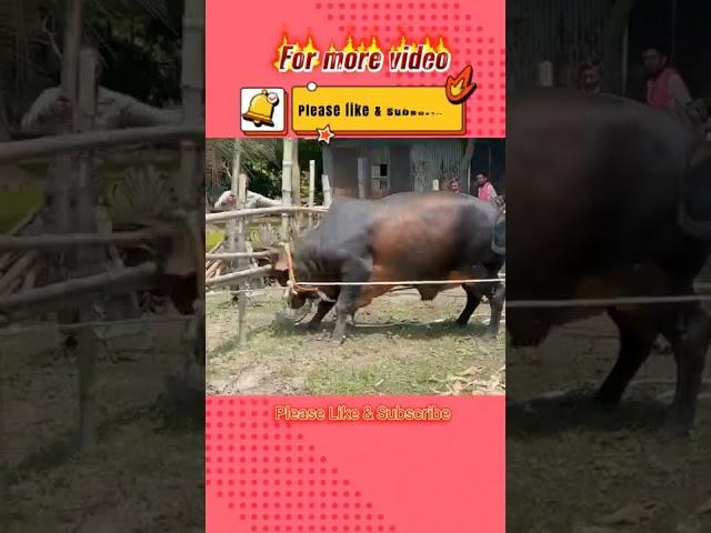 Big Cow | Pagla Goru | Qurbanir Goru | kurbanir Goru 2022 | Boro Goru