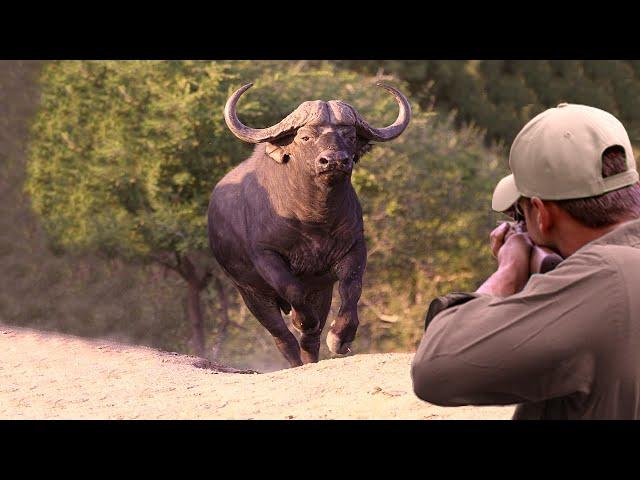 A collection of the best hunting clips from (Hippo, Buffalo, Lion, Elephant, Moose)