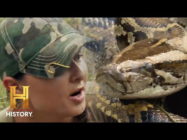 SUPER SNAKES Destroying Everglades Ecosystem | Swamp People: Serpent Invasion (Season 3)