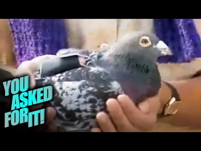 These Pigeons Are Saving Lives 