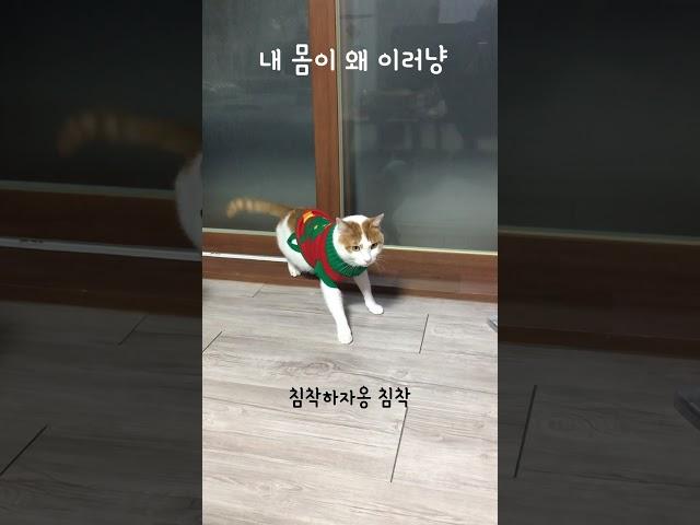 크리스마스 기념 또리 영상 #고양이 #고영희 #진또베리 #또리 #메리똘리스마스 #메리크리스마스