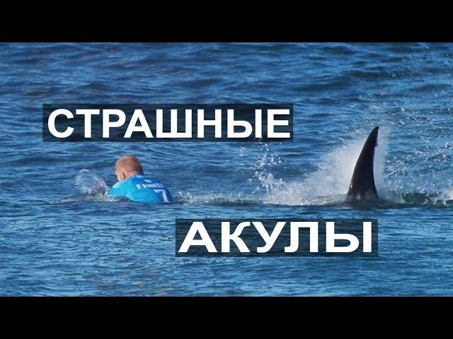 ПО ВСЮДУ АКУЛЫ !!