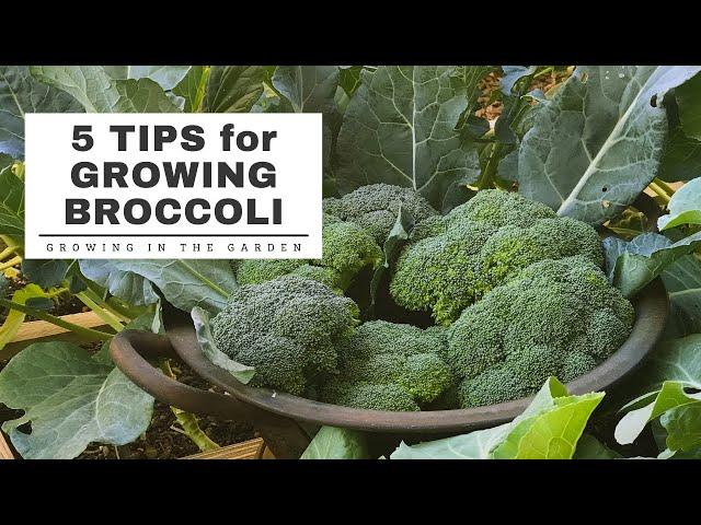 BEST TIps for GROWING Broccoli: Growing in the Garden