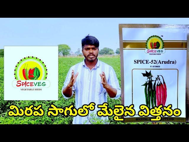 మిరప సాగులో మేలైన విత్తనం|Mirchi cultivation|Chilli farming|Chilli seeds| Spice veg 52|Arudra 52