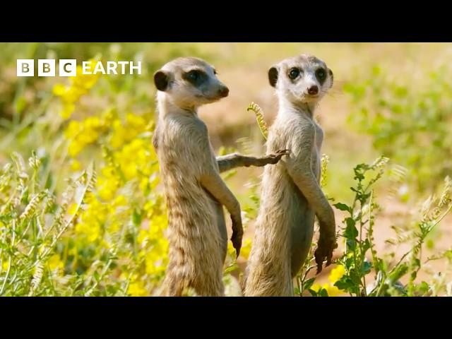 What's it Like to be a Meerkat? | Animals With Cameras | BBC Earth