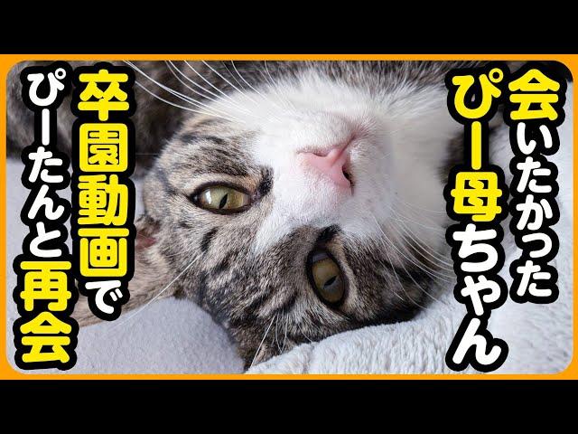 【しあわせだより】ぴーかあちゃんを覚えていた音ちゃん