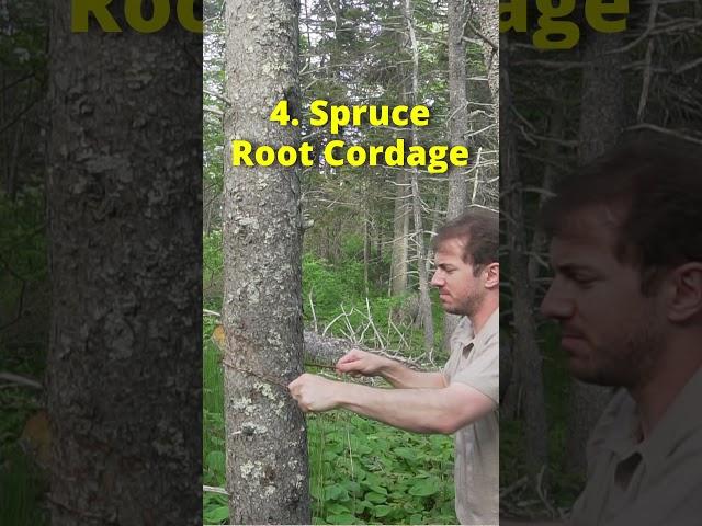 5 Survival Uses of Spruce Trees!