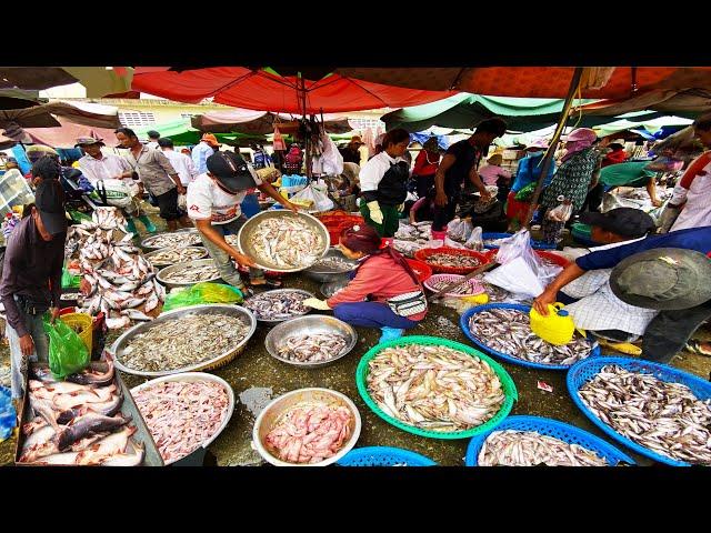 Early Morning Fish Market in Cambodia - Plenty Alive Fish, Seafood, Dry Fish & More - Street Food