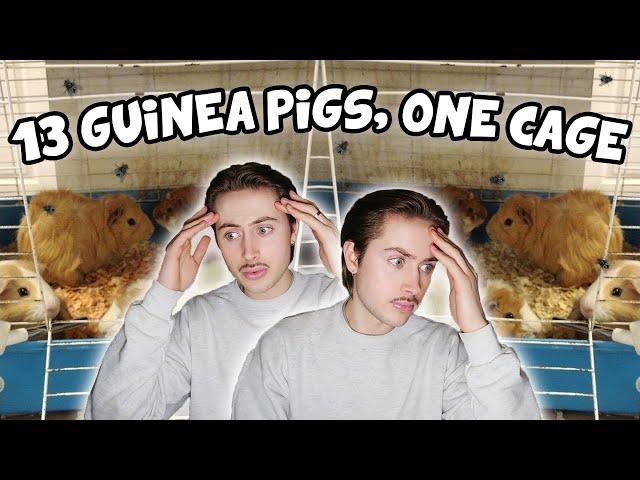 Rescuing 13 Guinea Pigs Living in ONE Cage! 