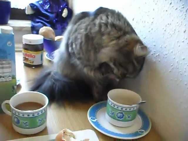 Kaffee / Katze