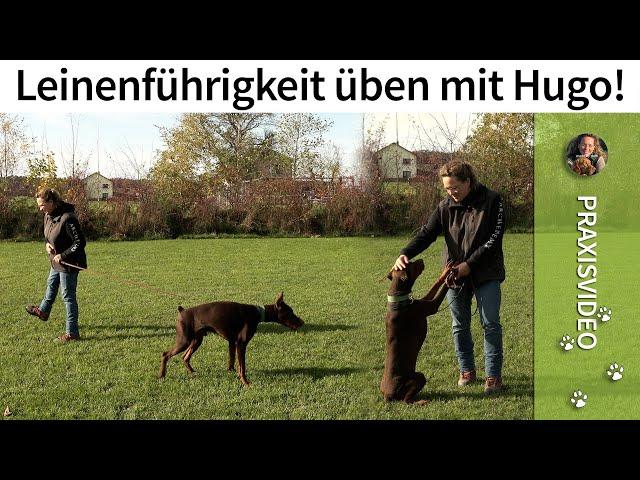 Leinenführigkeit üben ️ Mit Hugo Leinenführigkeit trainieren!️Praxisvideo ️