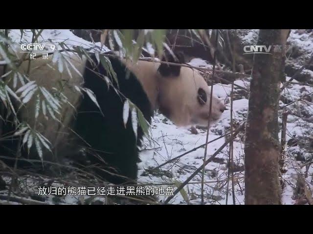 放归的熊猫误闯黑熊的地盘 它们会碰上吗？《重返森林》【CCTV纪录】