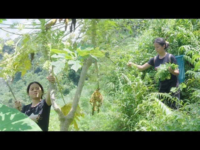 Single mother harvests wild vegetables to sell || 17 year old single mother