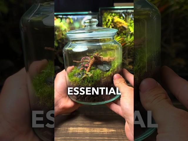 3 ESSENTIAL Terrarium Tips For Beginners!