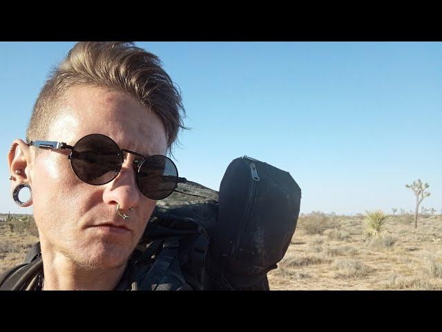 Joshua Tree grove at sunset