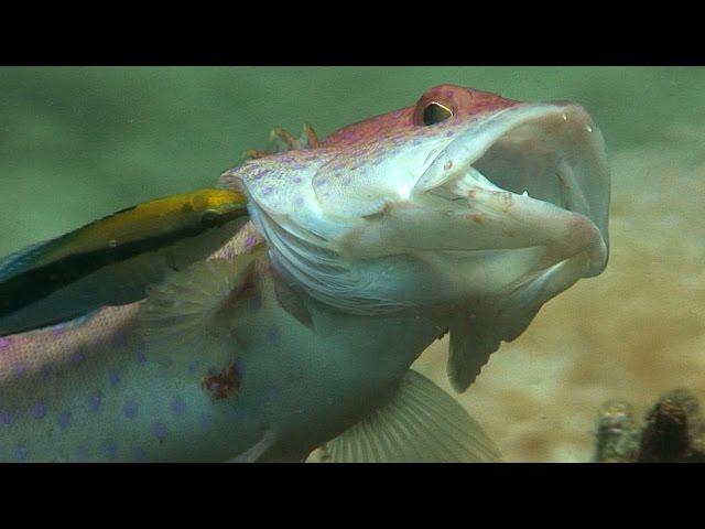 Reef Cleaning Stations | JONATHAN BIRD'S BLUE WORLD