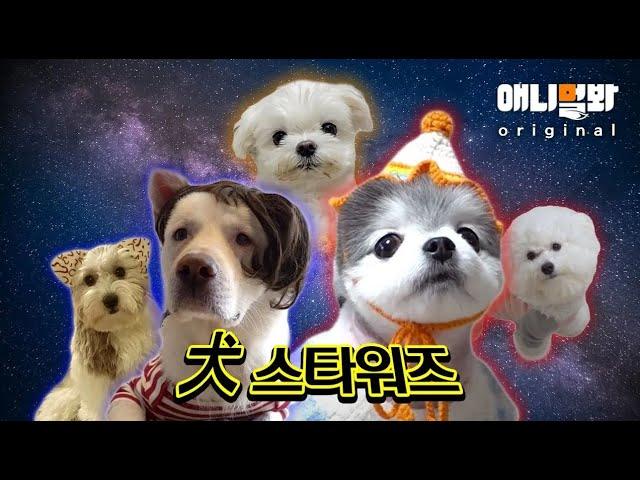 Presenting the Winner of the Cute Dog Competition