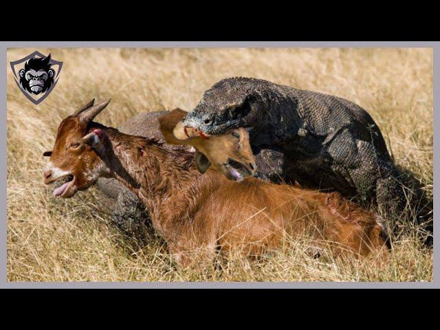 "30 Tragic Moments! Komodo Dragon Feasts on Goat Till the End” Part 1 | Animal Attacks