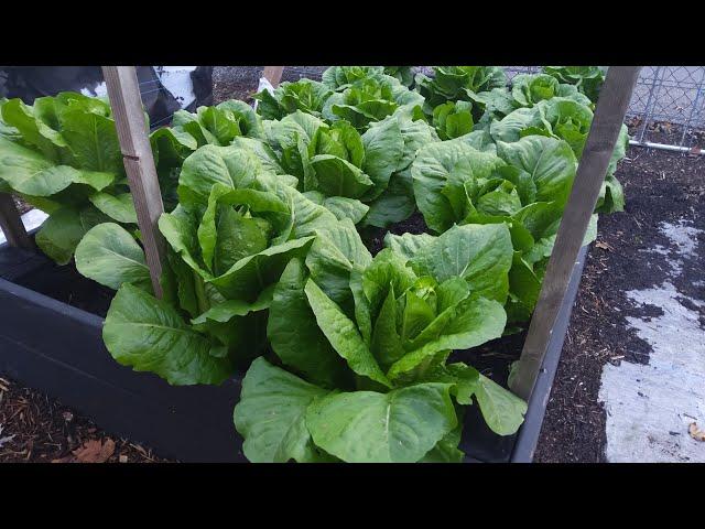 Lettuce And Strawberry Update After The Snow 11/24/24