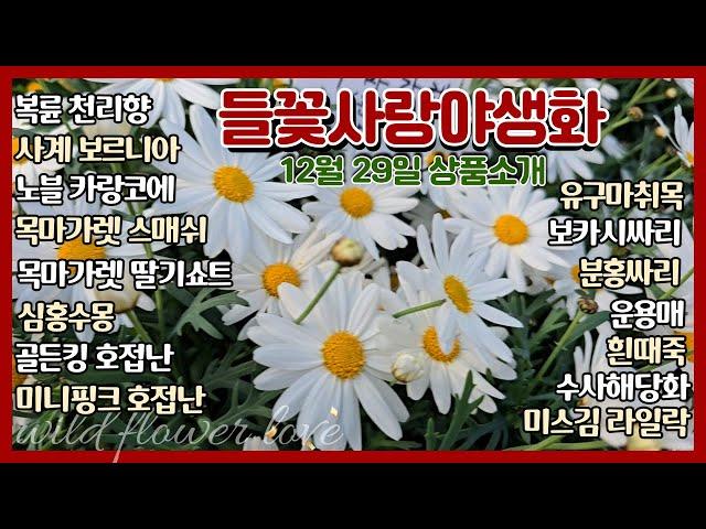 들꽃사랑 12월28일 입고상품 #수입목마가렛 #유구마취목 #미스김라일락 #운용매 #호접난 #노블카랑코에 #심홍수몽 #흰싸리 #청보라싸리 #사계보르니아 #흰때죽 #수사해당화 #폼폼