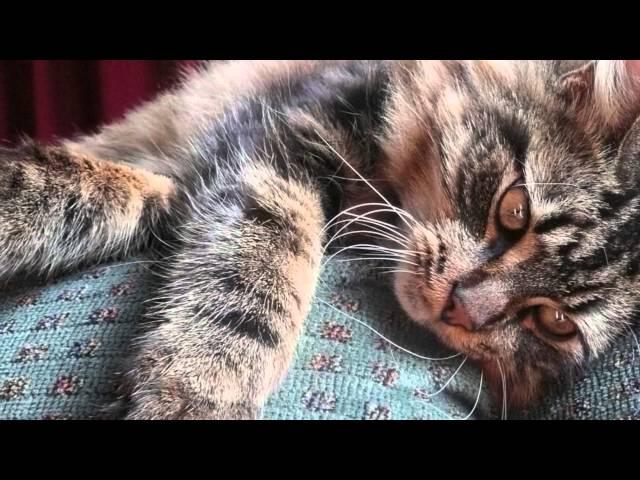 Cute Maine Coon Jack growing up