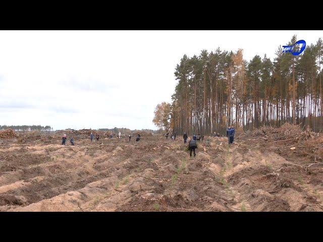 Работники АП-2 заручились поддержкой школьников и вместе высадили молодой лес