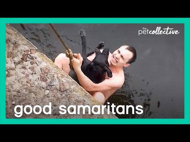 Good Samaritans To The Rescue! | The Pet Collective