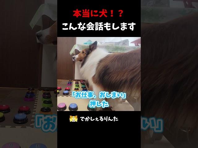 本当に犬！？こんな会話もします【会話ボタンでしゃべる犬】 #shorts #dog